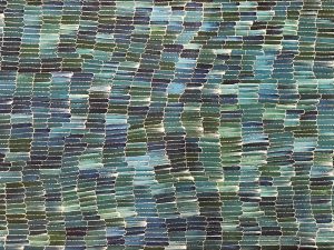 Anaty Little Yam Seed