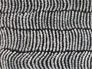 Yam Seeds
